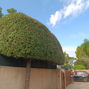 Photo de galerie - Taille chêne en boule 