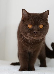 Photo de galerie - La photo est devenue une passion pendant que j’étais Eleveuse de chat, voici un petit exemple. J’adore tout photographier.