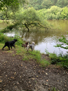 Photo de galerie - Promenade au lac avec Jessie, Ruby et ma chienne Nala 