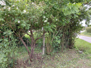 Photo de galerie - Coupe rosiers et  désherbage. 