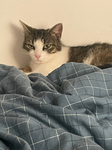 Photo de galerie - Garde de tout type d’animaux 