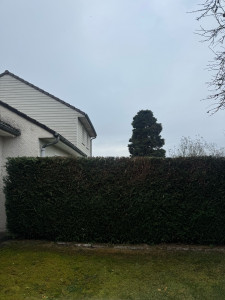 Photo de galerie - Ratiboiser haie à sans en amiénois 