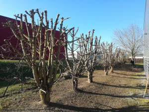 Photo de galerie - Taille d'arbres