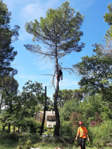 Photo de galerie - Elagage et coupe d'arbres