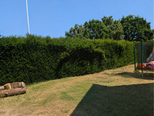 Photo de galerie - Avant la taille 