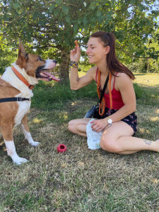 Photo de galerie - Garde chien