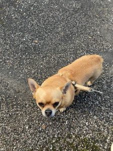 Photo de galerie - Promenade du petit chien 