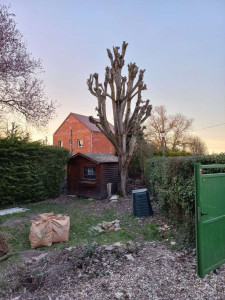 Photo de galerie - Taille de ce peuplier français
