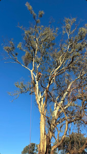 Photo de galerie - Abattage d’un eucalyptus 