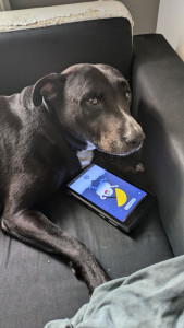 Photo de galerie - N'hésitez pas à me confier votre chien, ça empêchera le mien d'être sur les écrans ??‼️ Il est hyper sociable avec tout le monde, bientôt 8 ans.