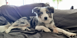 Photo de galerie - Ma border de 2 ans et demi