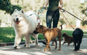 Photo de galerie - Visite, Garde à domicile, promenade, 