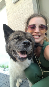 Photo de galerie - Havanna super Akita Américain ? une race très caractérielle mais adorable quand on les connaît ? garder à son domicile durant 14j 