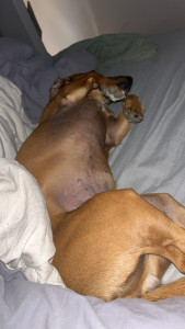 Photo de galerie - Un chien heureux d’être chez la nounou ! 