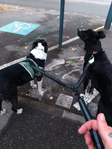 Photo de galerie - Balade mon chien+ garde régulière grand chien 