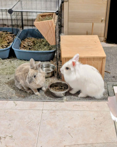 Photo de galerie - J'ai eu la chance de m'occuper de ces deux lapins , pendant 3 jours .
Merci aux propriétaires pour leur confiance ?