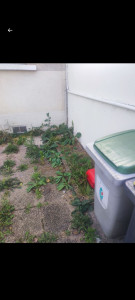 Photo de galerie - Avant le nettoyage 