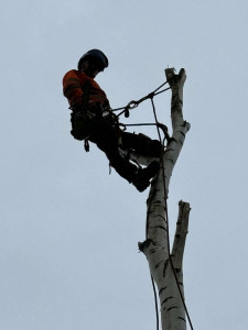 Photo de galerie - Elagage et coupe d'arbres