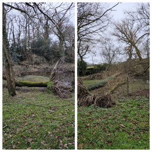 Photo de galerie - Abattage d'un arbre tombé par la tempête