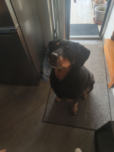 Photo de galerie - Garde chien