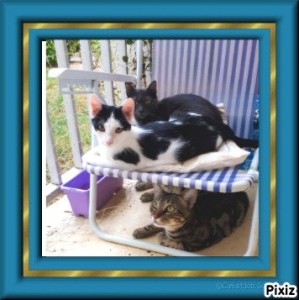 Photo de galerie - Mes 2 chats et un chaton en garde