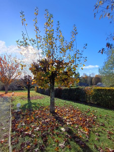 Photo de galerie - Elagage et coupe d'arbres