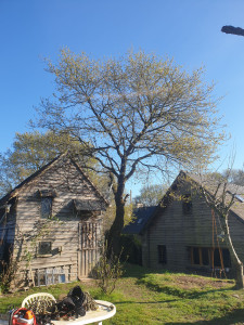 Photo de galerie - Abattage démontage 