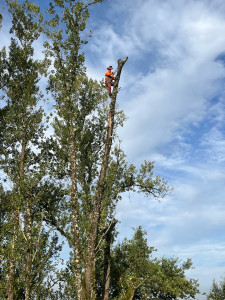 Photo de galerie - élagage 