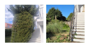 Photo de galerie - Abattage avant mise au propre et évacuation du tronc débité 