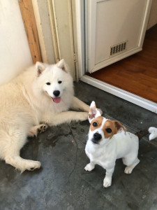 Photo de galerie - Garde simultanée + cohabitation avec deux jeunes chiens qui ne se connaissent pas sur une durée de 9 jours 
