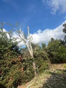 Photo de galerie - Élagage arbre