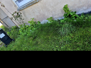 Photo de galerie - Tonte de pelouse - Débroussaillage