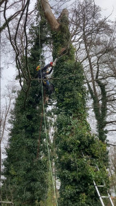 Photo de galerie - Abattage d’un gros chêne dangereux par démontage saint-André-de-Cubzac
