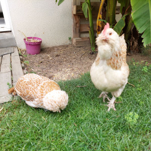 Photo de galerie - Garde et attention auprès des animaux de compagnie 