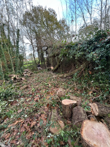 Photo de galerie - Abattage et débitage d’arbres