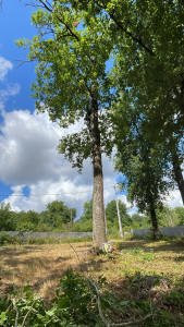 Photo de galerie - Démontage d’un grand chêne atteint par le capricorne 