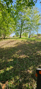 Photo de galerie - APRÈS 
debroussaillage sous bois.