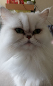 Photo de galerie - Minou