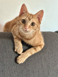 Photo de galerie - Cat sitting avec Melba 