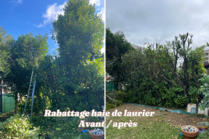 Photo de galerie - Taille de rabattage d’une haie de laurier 