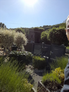 Photo de galerie - Taille de haies et d'arbustes