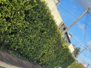 Photo de galerie - Taille terminé