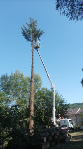 Photo de galerie - Elagage et coupe d'arbres