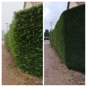 Photo de galerie - Taille de haie de thuya