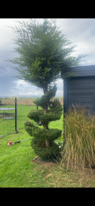 Photo de galerie - Taille avant ( photo prise pendant) 