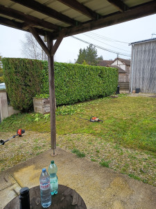 Photo de galerie - Taille d'une haie de lauriers 