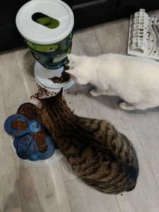 Photo de galerie - Garde de chat, passage pour faire la litière et remettre à manger