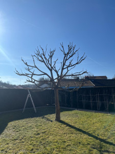 Photo de galerie - Elagage et coupe d'arbres