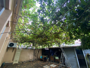 Photo de galerie - Elagage et coupe d'arbres
