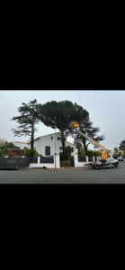Photo de galerie - Elagage et coupe d'arbres